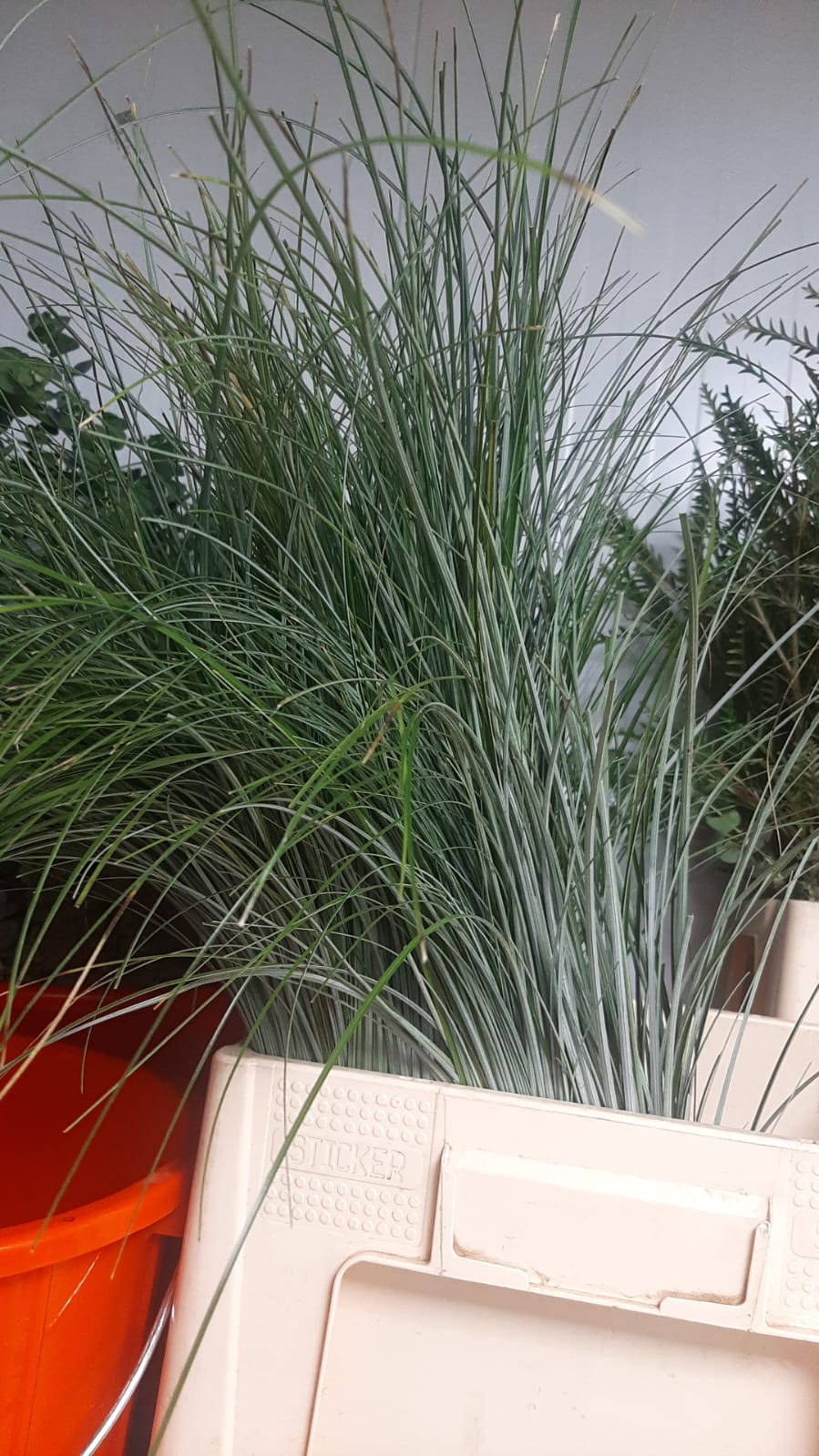 Beargrass