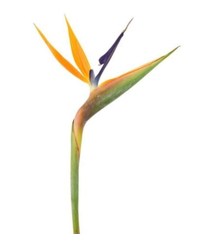 Bird of Paradise
