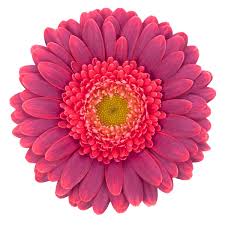 Gerbera Bizar