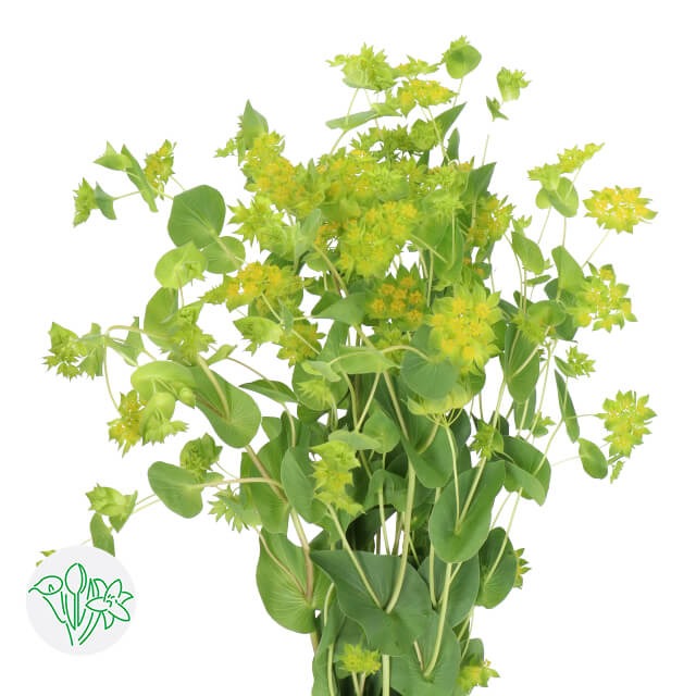 Bupleurum