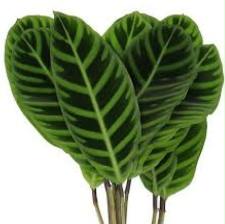 Calathea Zebrina