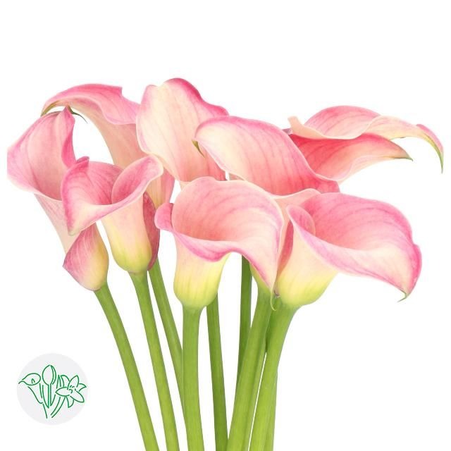 Calla Lily Blushing Lady