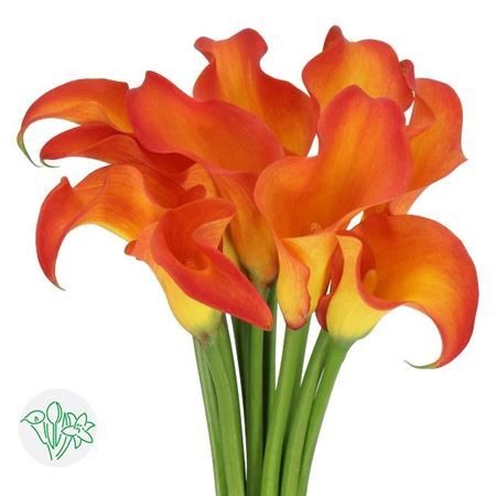 Calla Lily Callista
