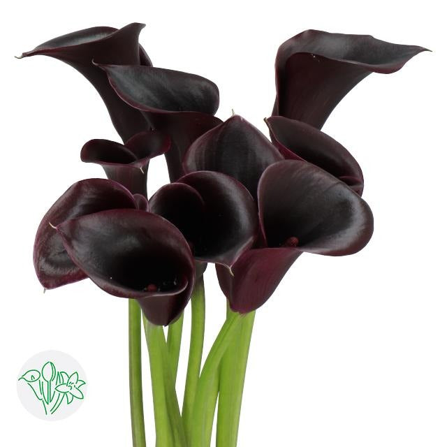 Calla Lily Cantor