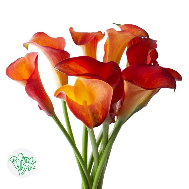 Calla Lily Captain Trinity