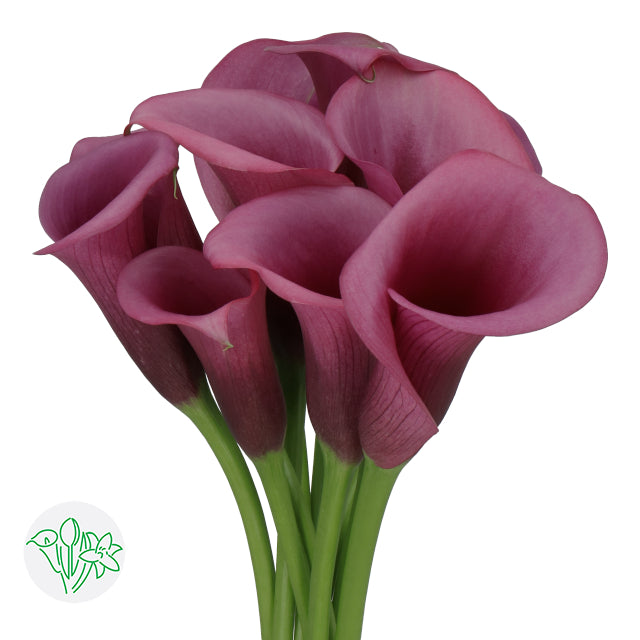 Calla Lily Durban