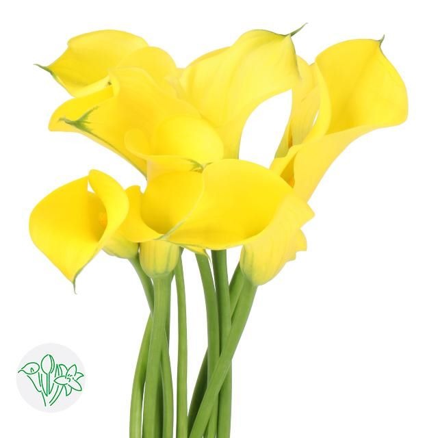 Calla Lily Gold Medal