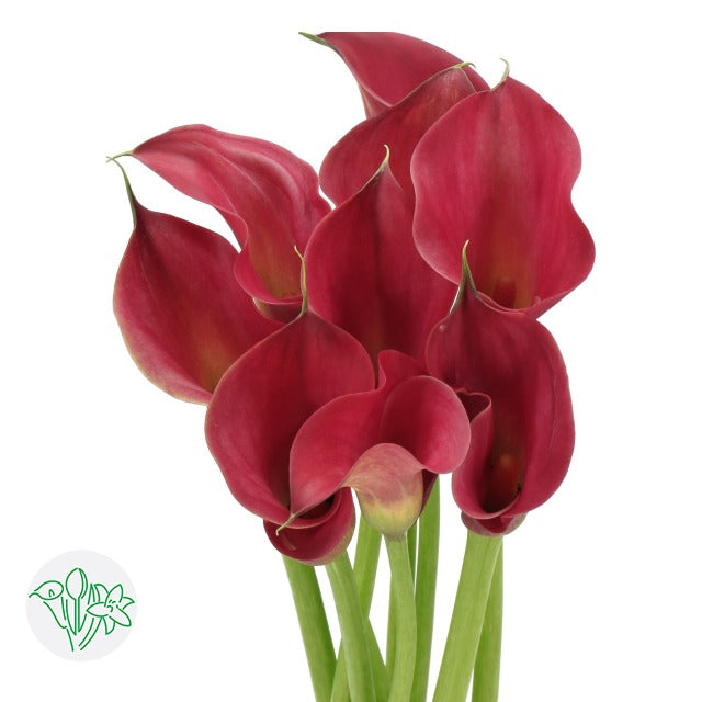 Calla Lily Ramona