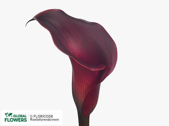 Calla Lily Red Charm