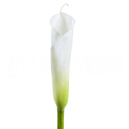 Calla Lily White