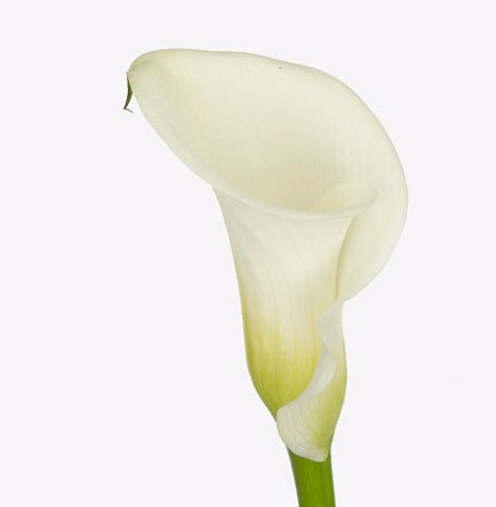Calla Lily White Art