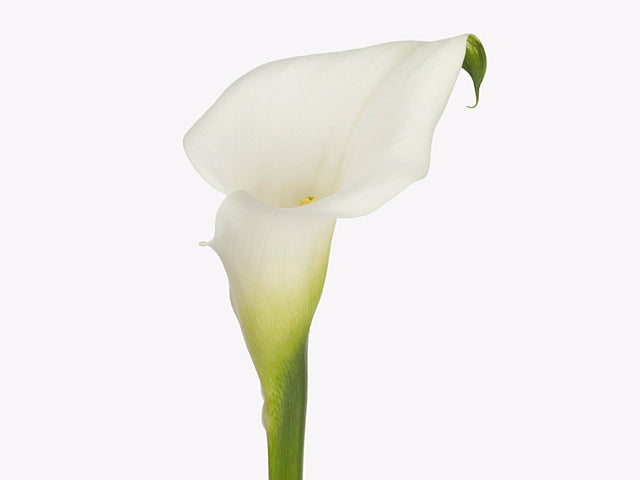 Calla Lily White Present