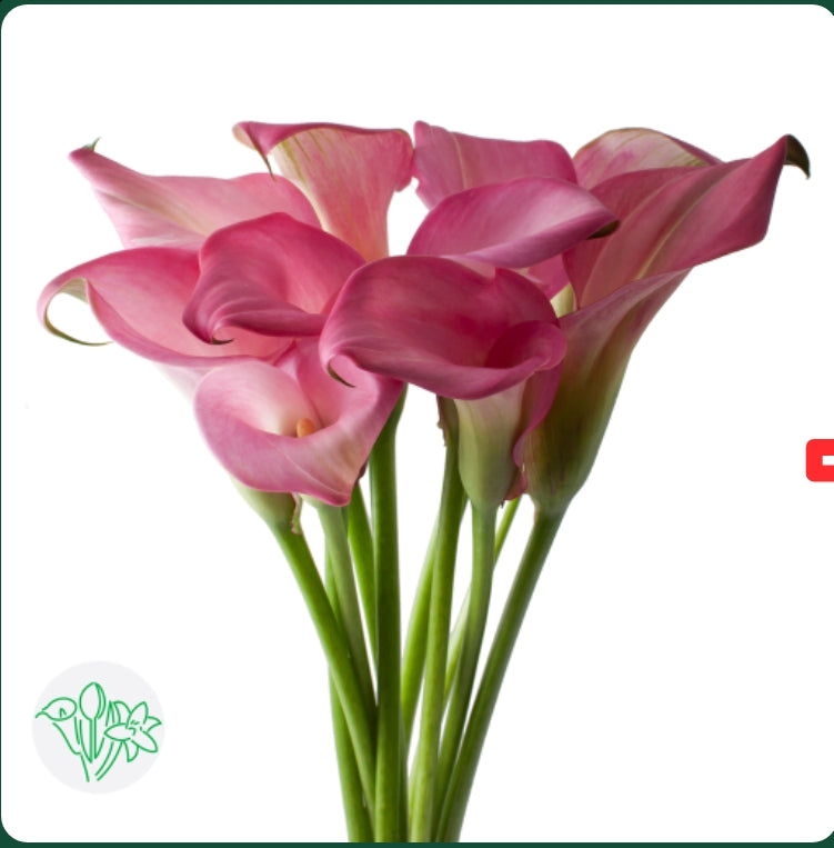 Calla Lily Zazu