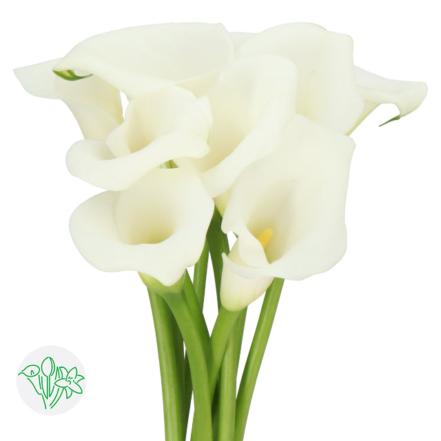 Calla White Art