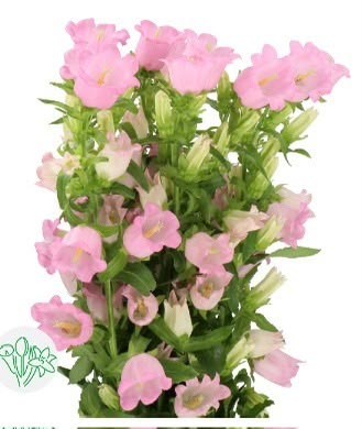 Campanula Campana Pearl Pink