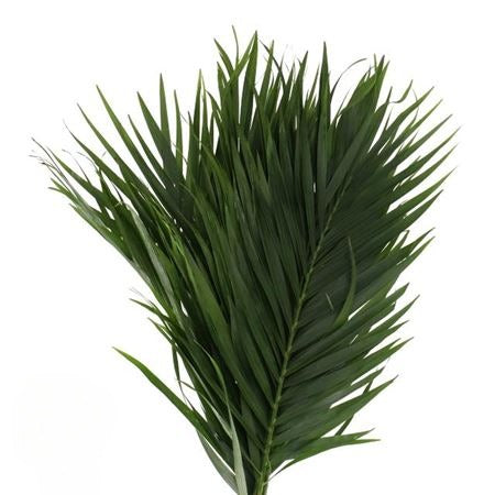 Cane Palm (Areca)