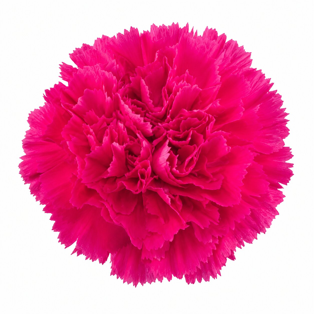 Carnation Bizet