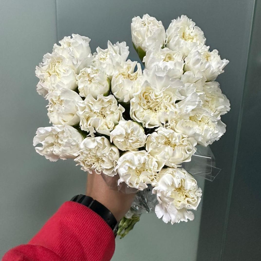 Carnation Everest