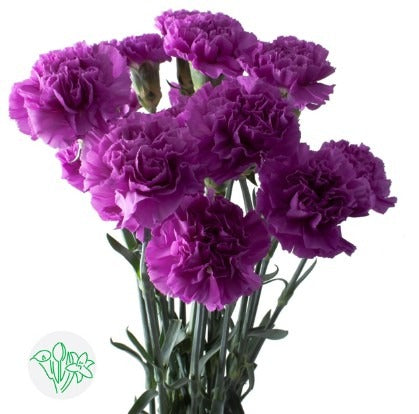 Carnation Florigene Moonlite