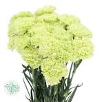 Carnation Goblin