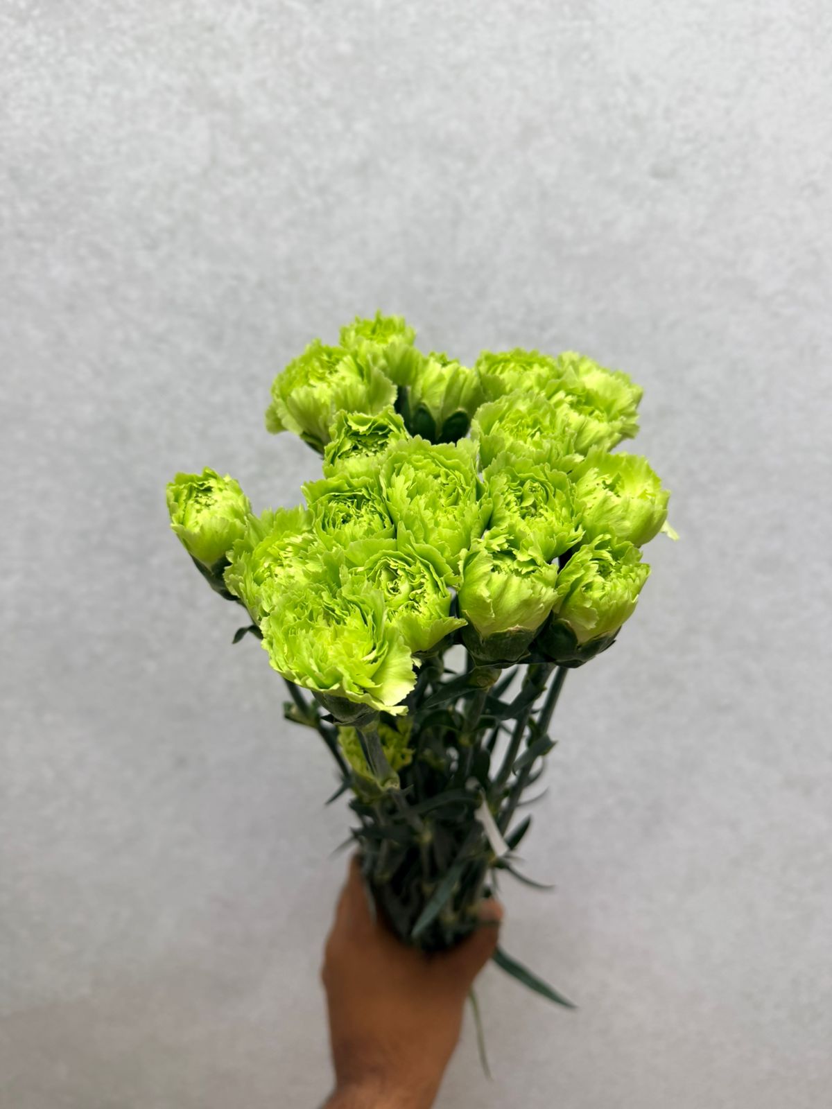 Carnation Green