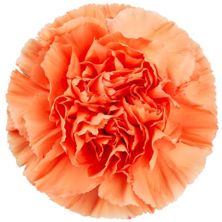 Carnation Hermes Orange