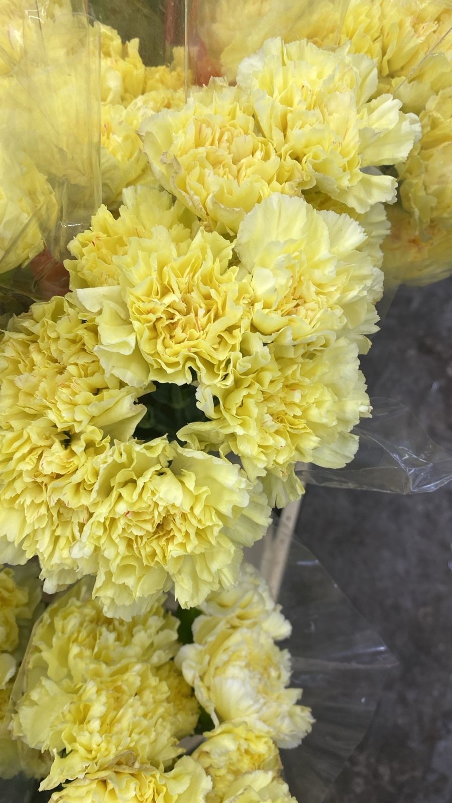 Carnation Inti