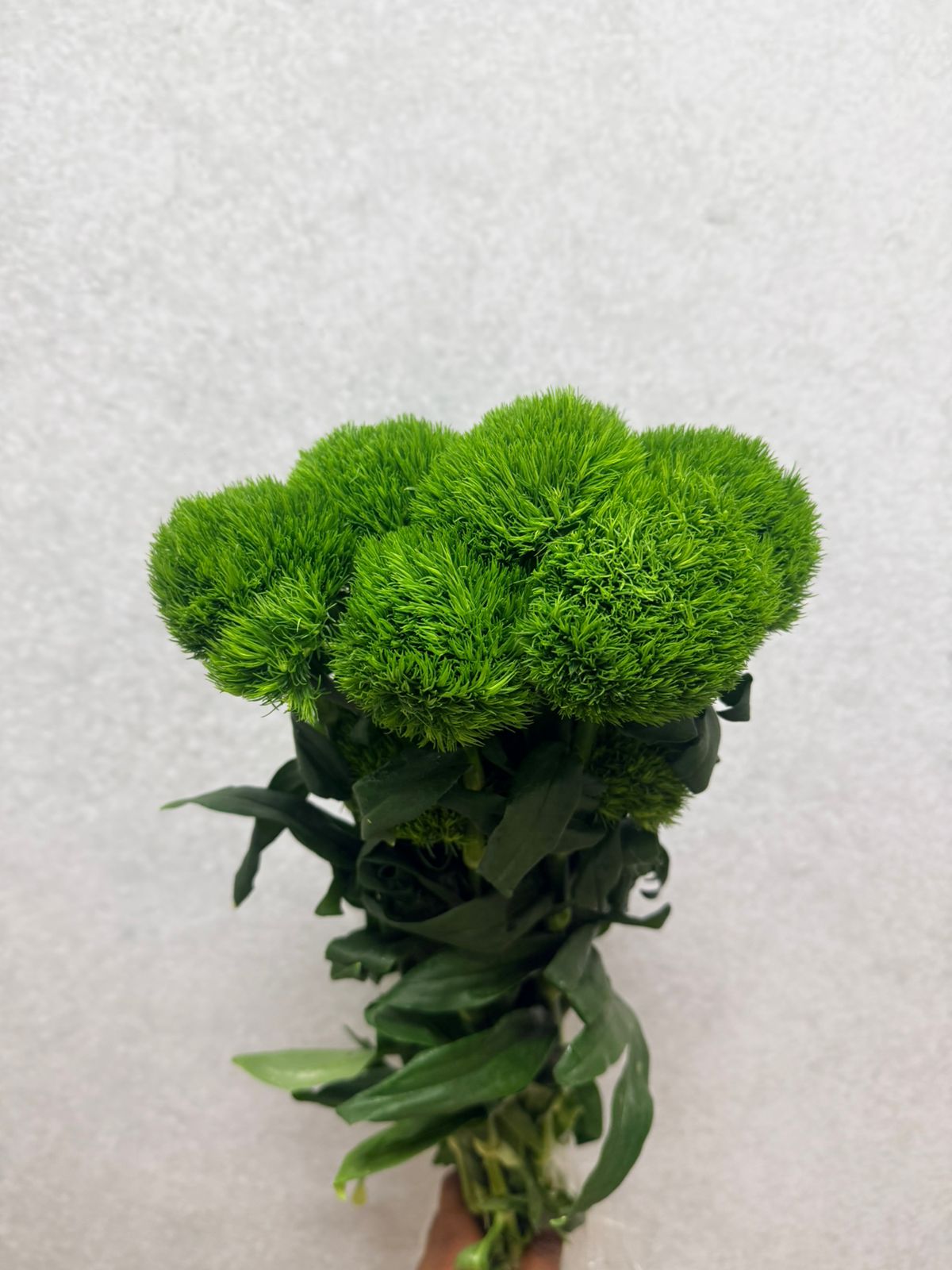 Carnation Kiwi