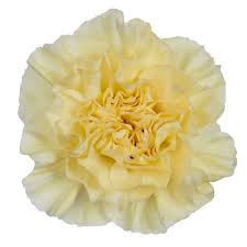 Carnation Polimnia