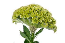 Celosia Green