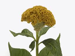Celosia Yellow