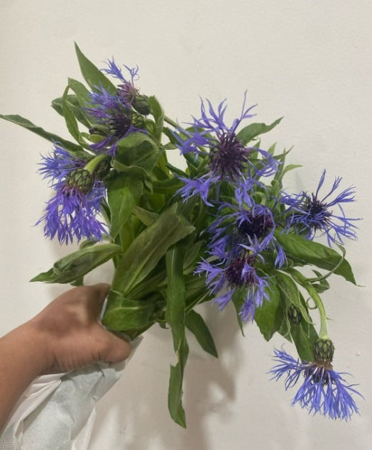 Centaurea Montana