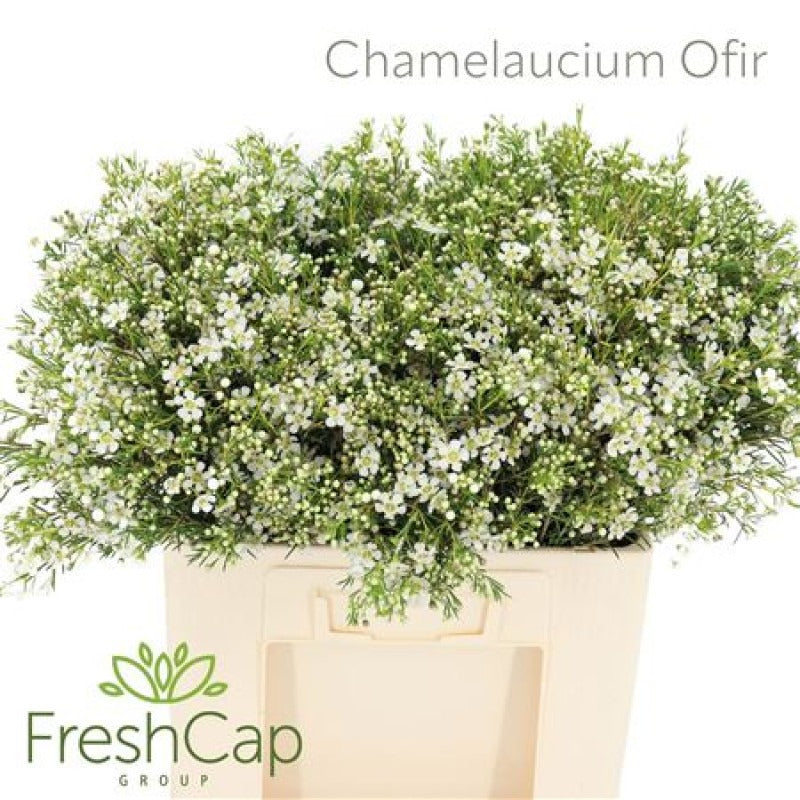 Chamelaucium Ofir