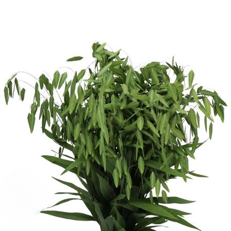 Chasmanthium Latifoium