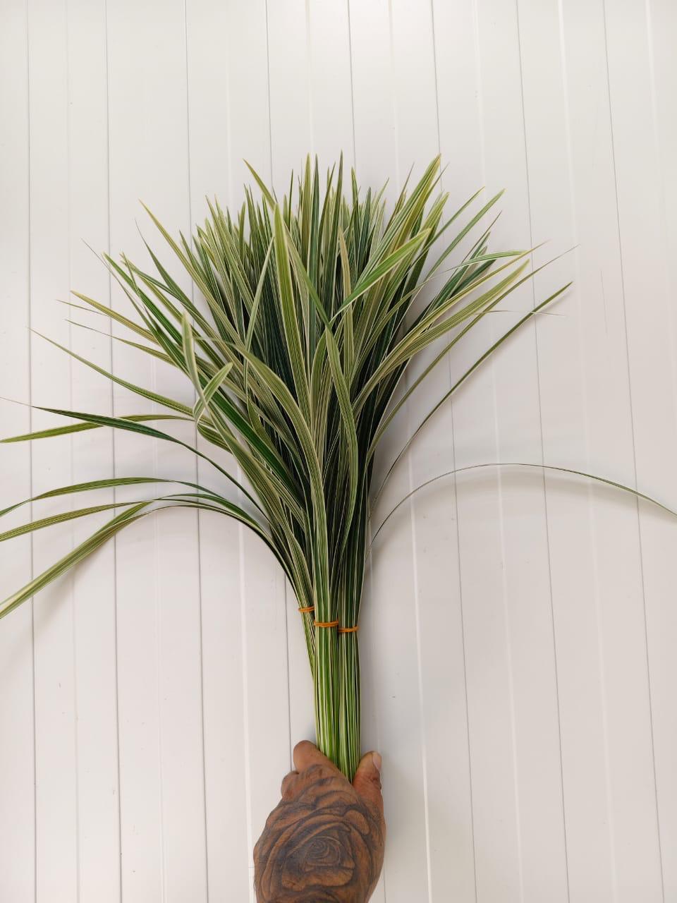 China Grass