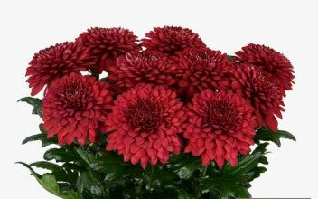Chrysanth BL Lamira Red