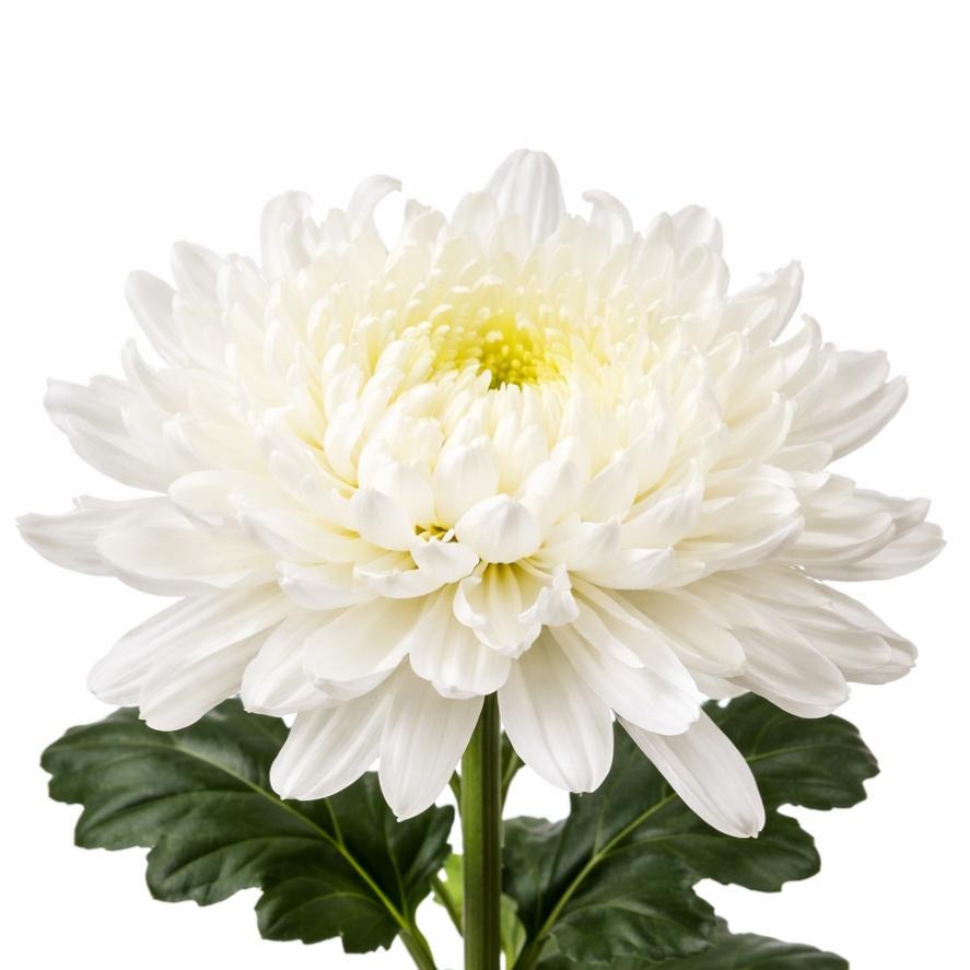 Chrysanth Bl Antonov White
