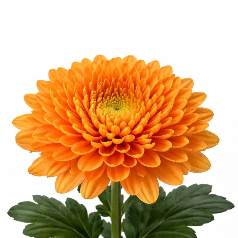 Chrysanth Bl Bellavista