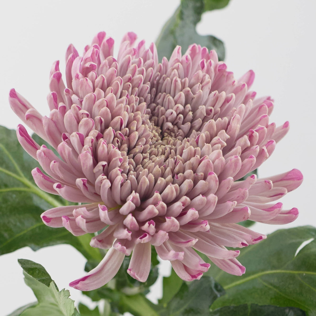 Chrysanth Bl Couture