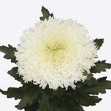 Chrysanth Bl Etrusko White