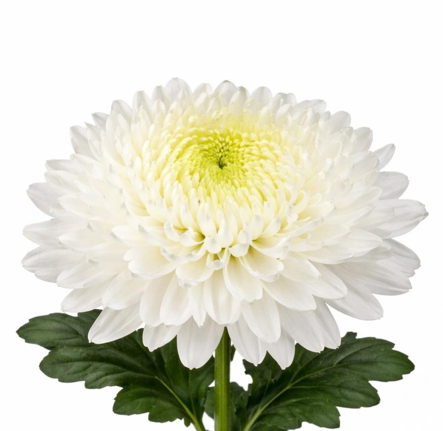 Chrysanth Bl Magnum