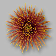 Chrysanth Bl Saffina Dark