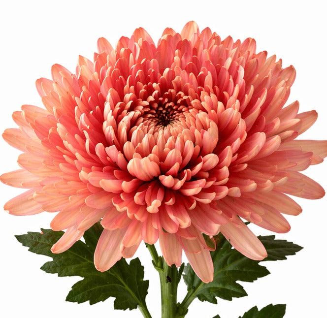 Chrysanth Disbud Linette
