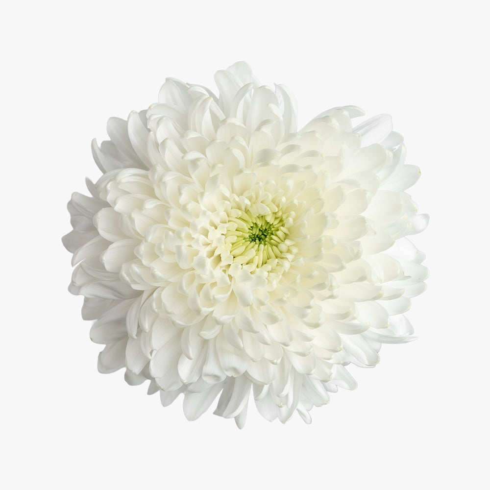 Chrysanth Disbud Magnum White