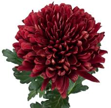Chrysanth Disbud Red Velvet