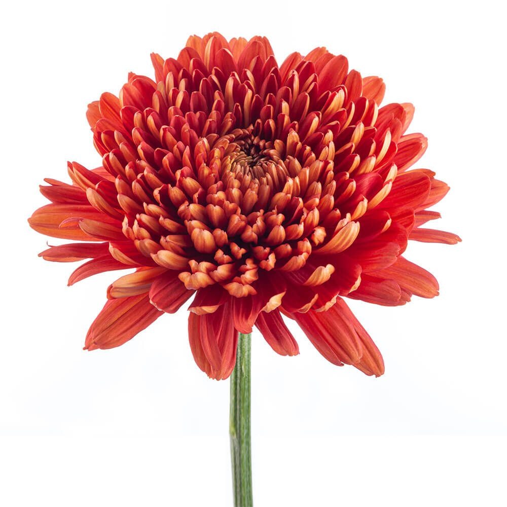 Chrysanth Disbud Tusca