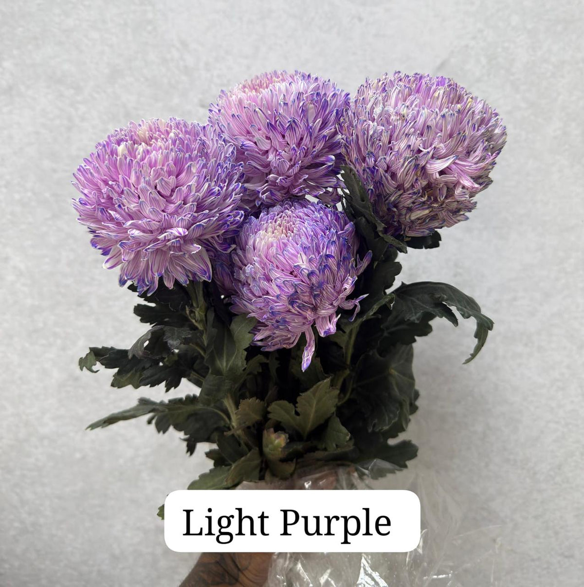 Chrysanth Peony Deco Light Purple