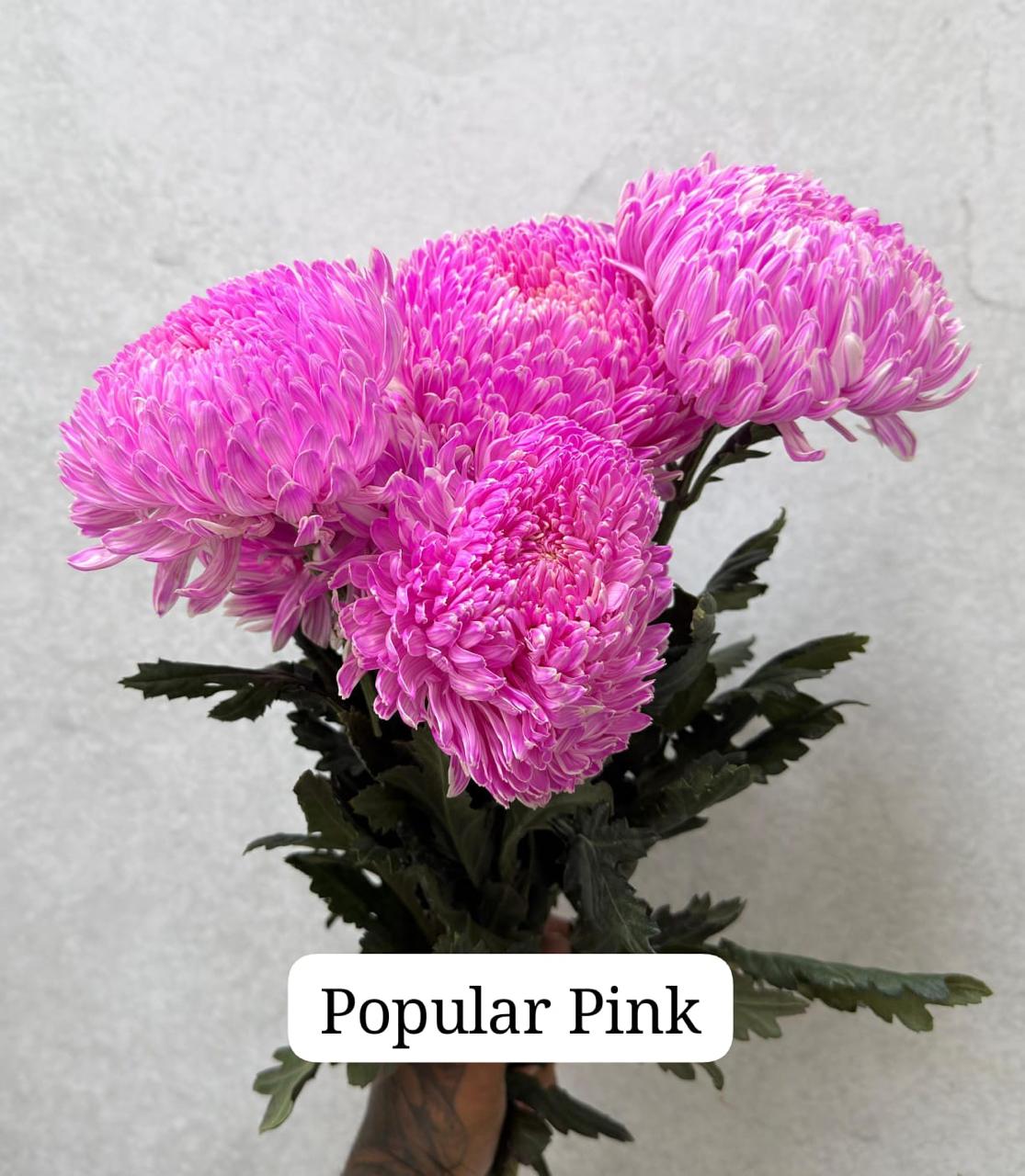 Chrysanth Peony Deco Popular Pink