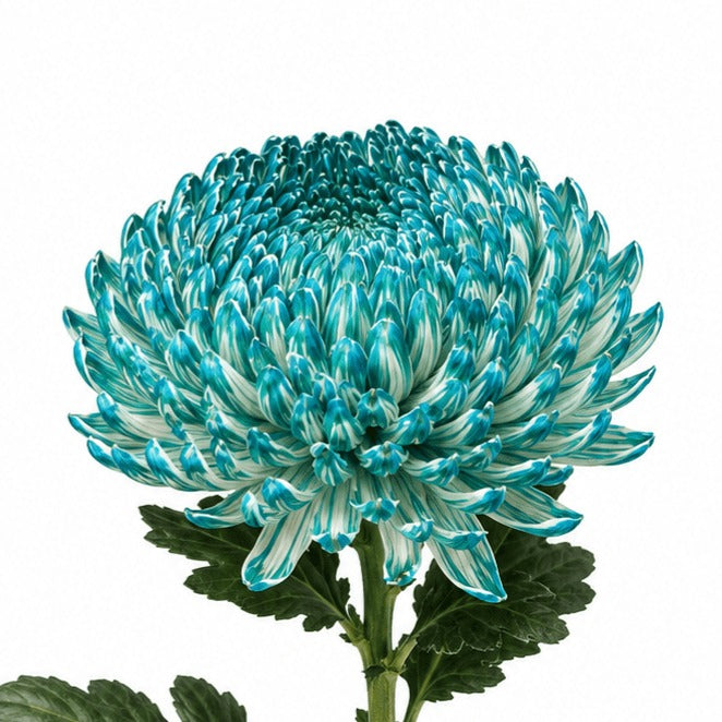 Chrysanth Peony Dyed Aqua