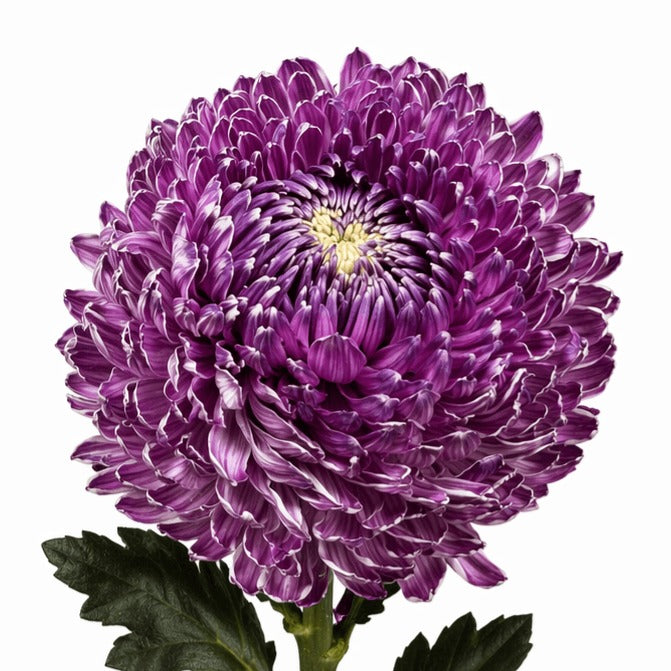 Chrysanth Peony Dyed Burgundy
